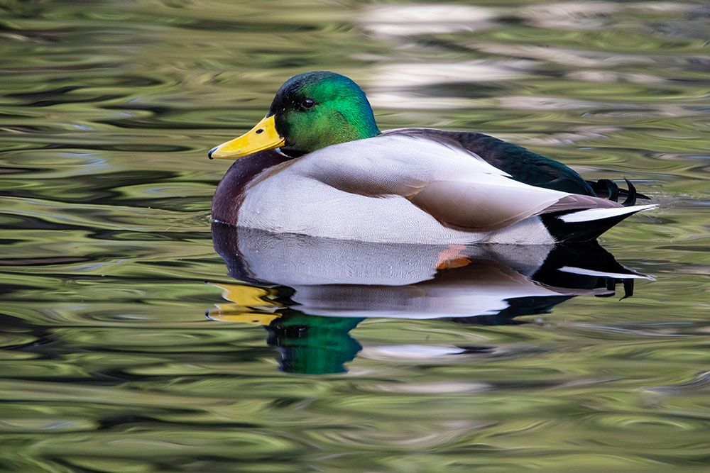 USA- Washington State- Sammamish. Yellow Lake with male drake mallard duck. art print by Darrell Gulin for $57.95 CAD