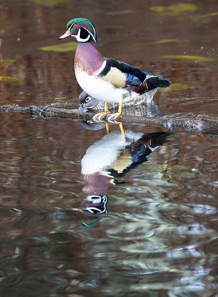 USA- Washington State- Sammamish. Yellow Lake with male drake wood duck art print by Darrell Gulin for $57.95 CAD