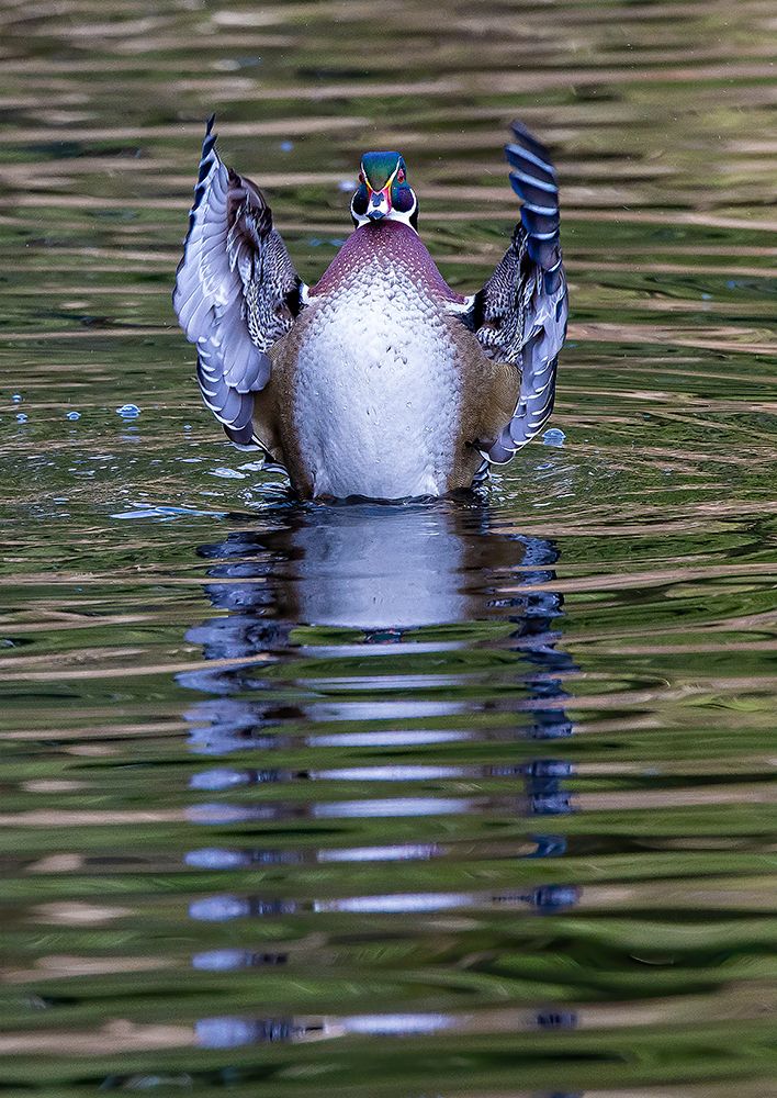 USA- Washington State- Sammamish. Yellow Lake and wood duck Stretching his wings art print by Darrell Gulin for $57.95 CAD
