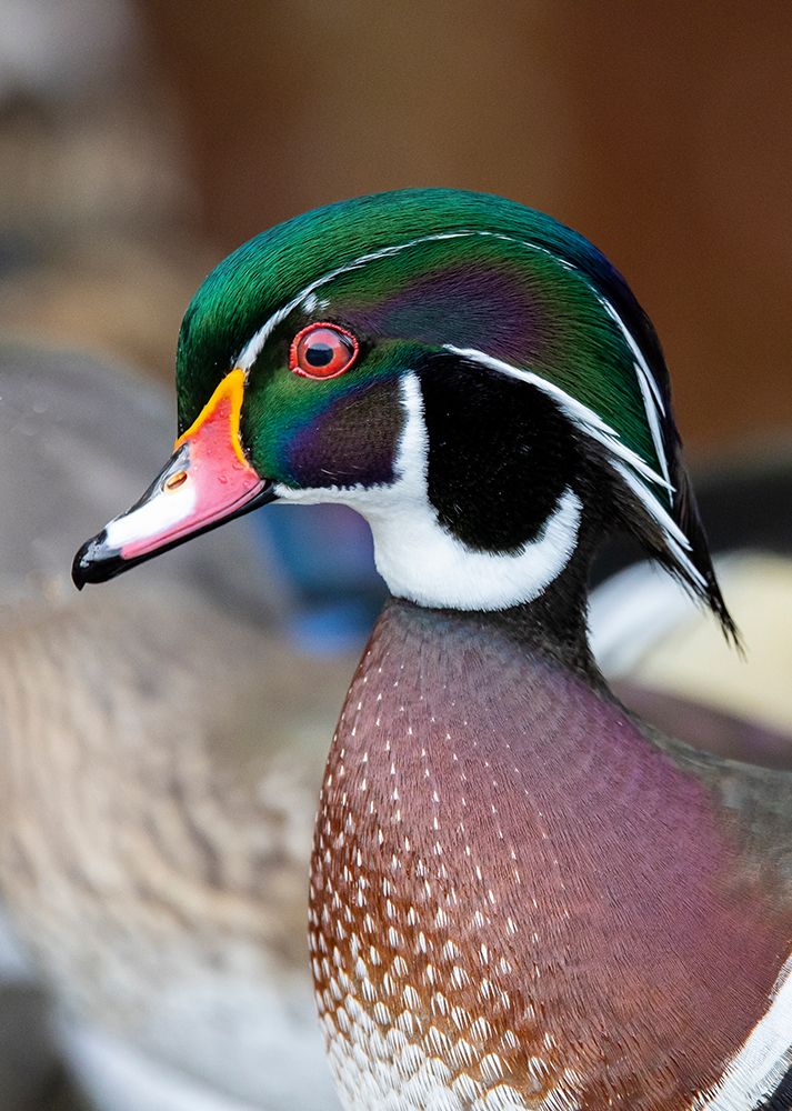 USA- Washington State- Sammamish. Yellow Lake with male drake wood duck art print by Darrell Gulin for $57.95 CAD