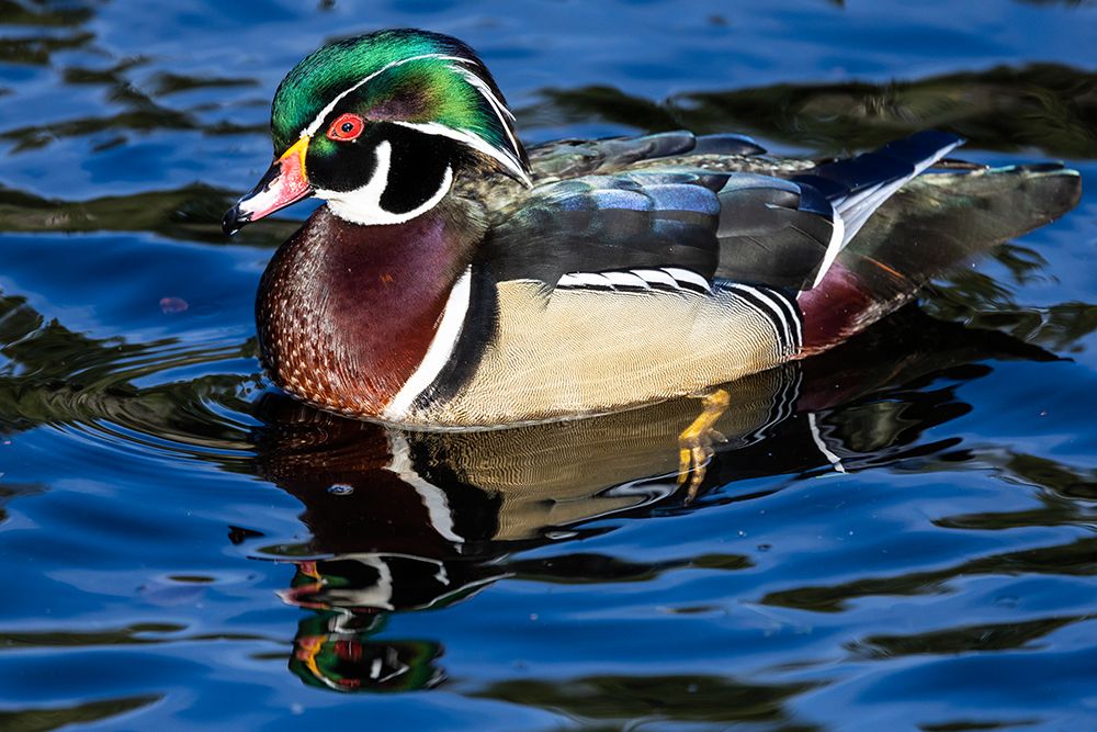 USA- Washington State- Sammamish. Yellow Lake with male drake wood duck art print by Darrell Gulin for $57.95 CAD