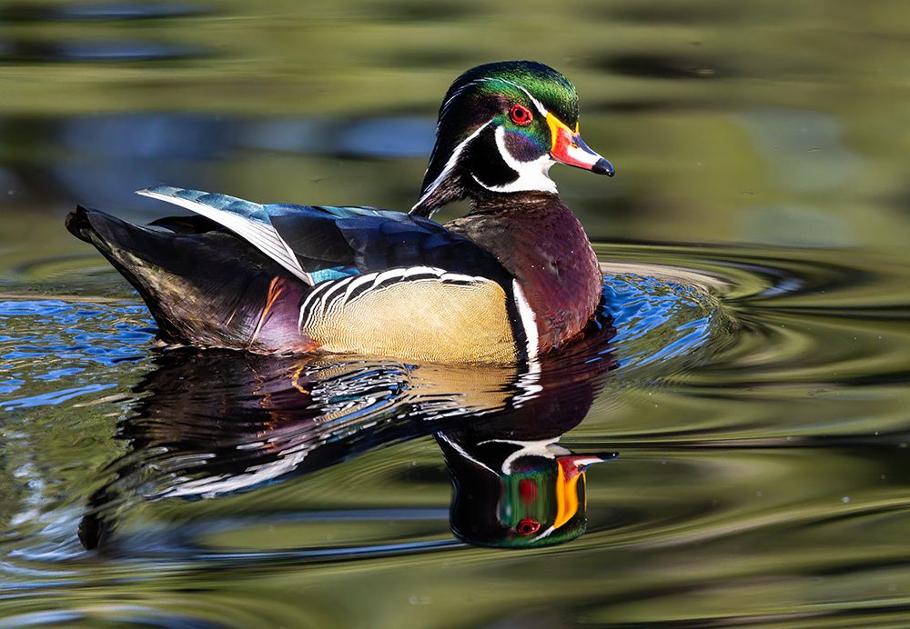 USA- Washington State- Sammamish. Yellow Lake with male drake wood duck art print by Darrell Gulin for $57.95 CAD