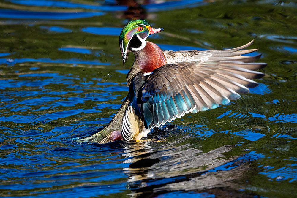 USA- Washington State- Sammamish. Yellow Lake with male drake wood duck flapping wings art print by Darrell Gulin for $57.95 CAD