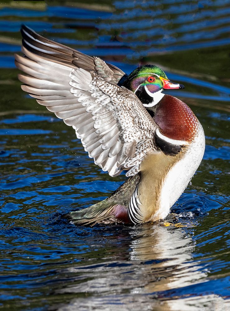 USA- Washington State- Sammamish. Yellow Lake with male drake wood duck flapping wings art print by Darrell Gulin for $57.95 CAD