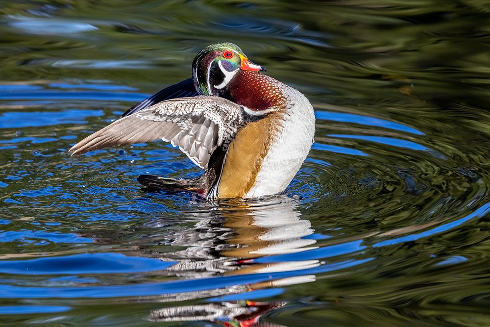 USA- Washington State- Sammamish. Yellow Lake with male drake wood duck flapping wings art print by Darrell Gulin for $57.95 CAD