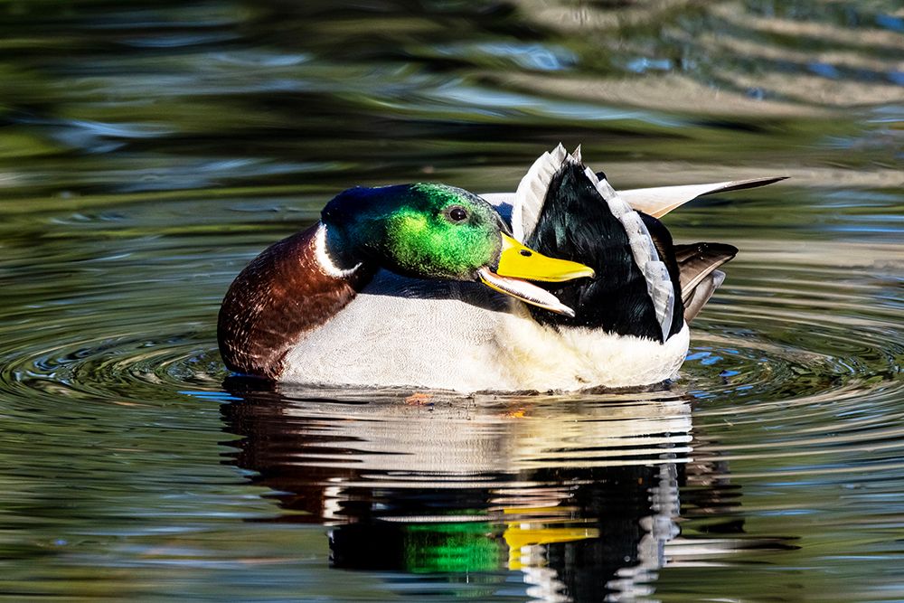 USA- Washington State- Sammamish. preening Mallard Drake duck Yellow lake art print by Darrell Gulin for $57.95 CAD