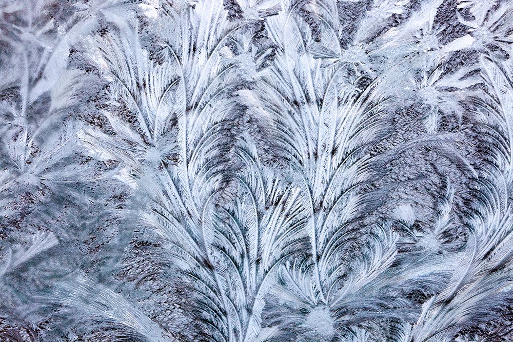 USA- Washington State- Sammamish. Frost on auto window art print by Darrell Gulin for $57.95 CAD