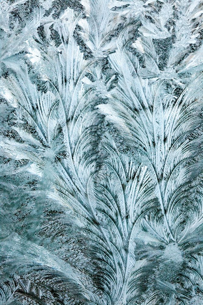 USA- Washington State- Sammamish. Frost on auto window art print by Darrell Gulin for $57.95 CAD