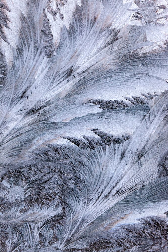 USA- Washington State- Sammamish. Frost on auto window art print by Darrell Gulin for $57.95 CAD