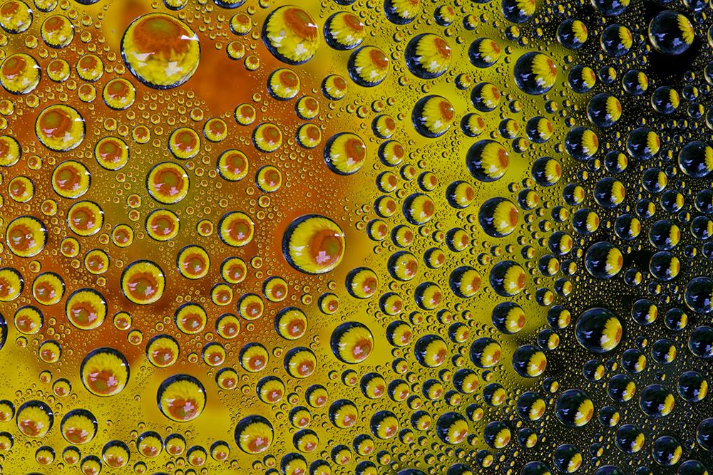 USA- Washington State- Sammamish. Yellow Daisy reflections in dew drops art print by Darrell Gulin for $57.95 CAD