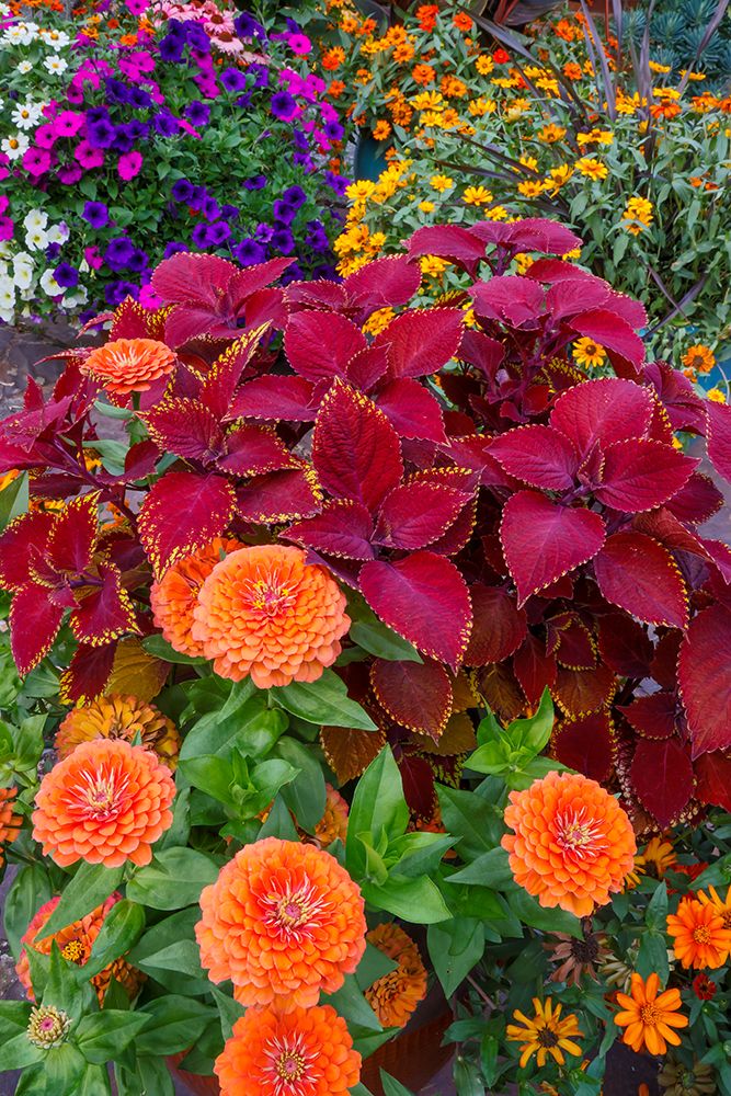 USA- Washington State- Sammamish. Garden with summer annual flowers- with zinnias and coleus- art print by Darrell Gulin for $57.95 CAD
