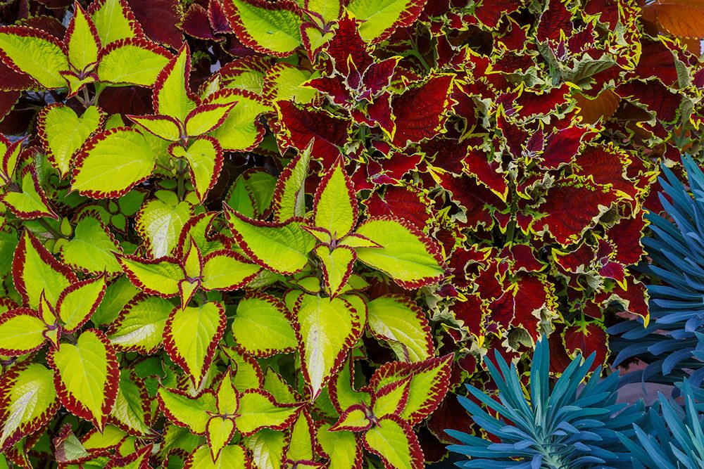 USA- Washington State- Sammamish. Garden with summer annual flowers Coleus art print by Darrell Gulin for $57.95 CAD