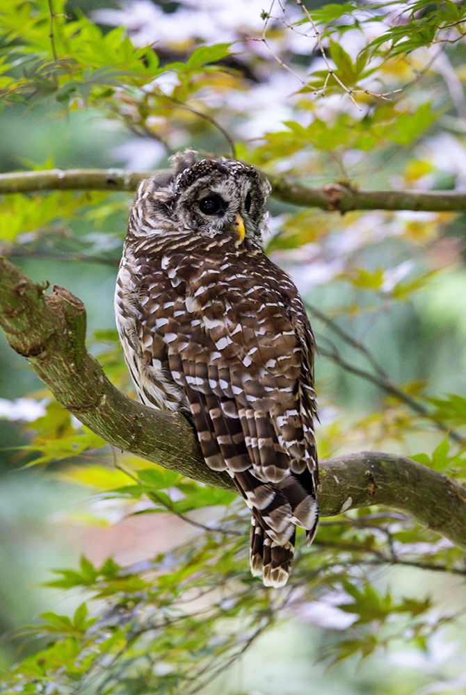 USA- Washington State- Sammamish. Barred Owl perched in Japanese Maple Tree art print by Darrell Gulin for $57.95 CAD