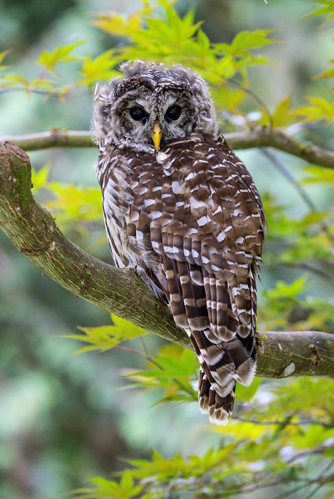 USA- Washington State- Sammamish. Barred Owl perched in Japanese Maple Tree art print by Darrell Gulin for $57.95 CAD