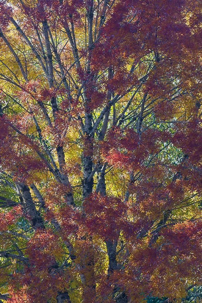 USA- Washington State. Near Preston fall colored tree in bronze tones art print by Darrell Gulin for $57.95 CAD
