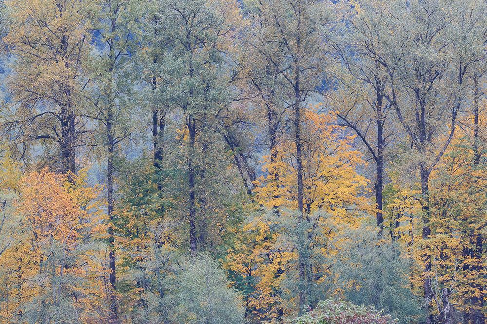 USA- Washington State. Near Preston fall colored trees art print by Darrell Gulin for $57.95 CAD