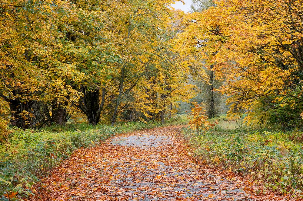 USA- Washington State. Big Leaf Maple trees in autumn colors near Darrington art print by Darrell Gulin for $57.95 CAD