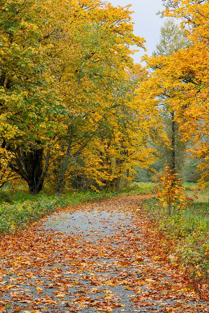 USA- Washington State. Big Leaf Maple trees in autumn colors near Darrington art print by Darrell Gulin for $57.95 CAD