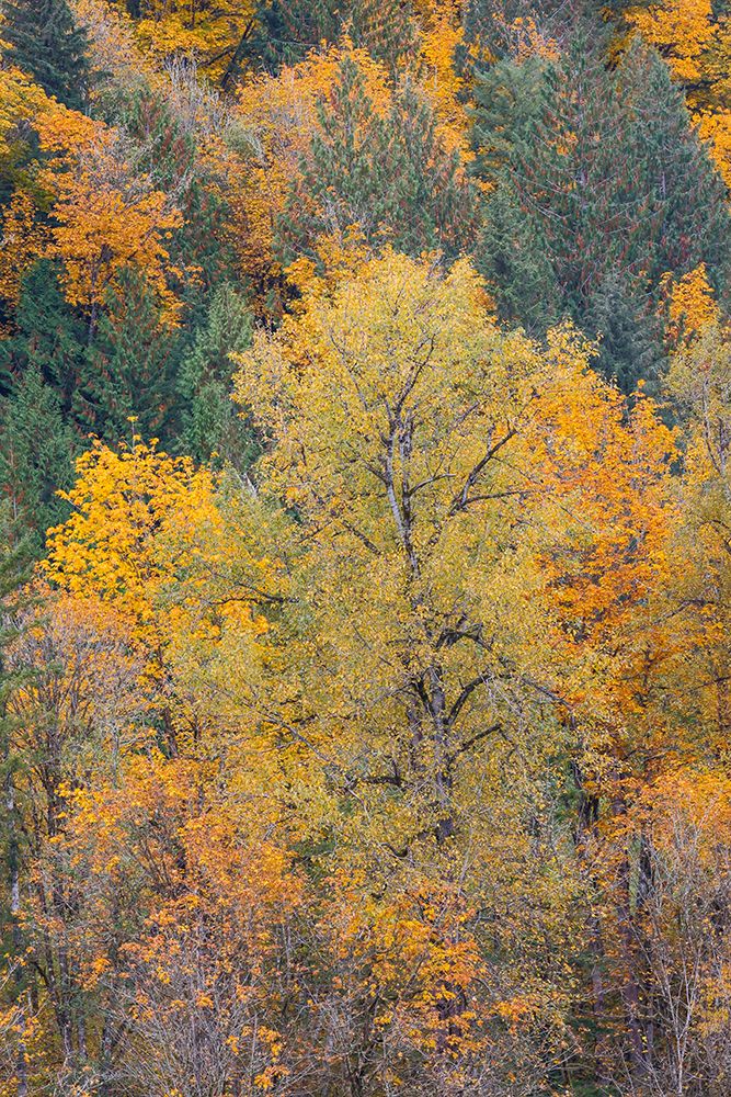 USA- Washington State. Big Leaf Maple trees in autumn colors near Darrington off of Highway 530 art print by Darrell Gulin for $57.95 CAD