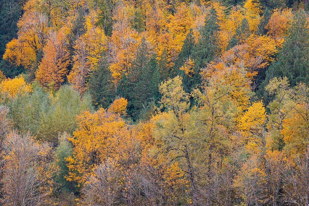 USA- Washington State. Big Leaf Maple trees in autumn colors near Darrington off of Highway 530 art print by Darrell Gulin for $57.95 CAD