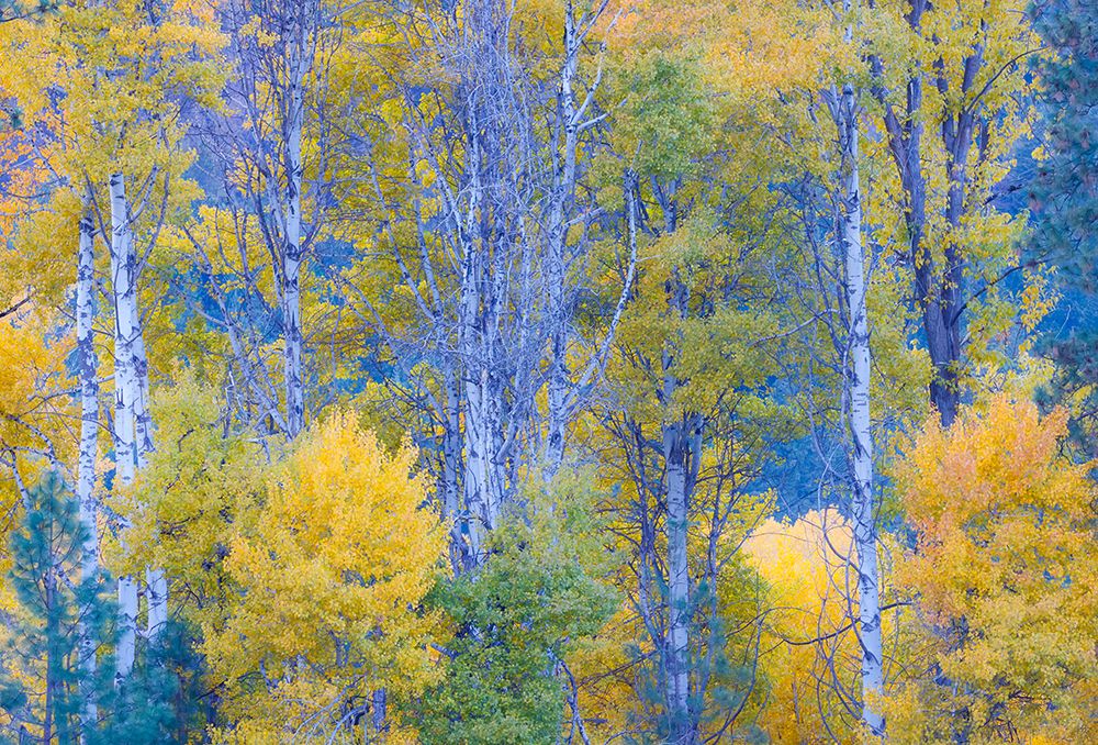 USA- Washington State. Aspens in fall color near Winthrop art print by Darrell Gulin for $57.95 CAD
