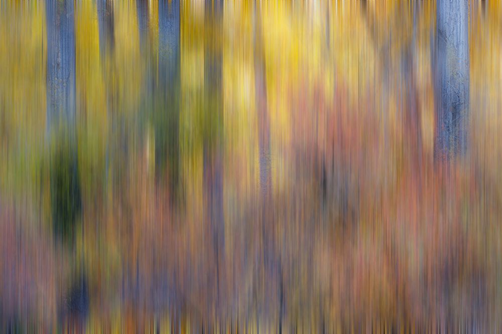 USA- Washington State. Cottonwoods in fall color near Winthrop art print by Darrell Gulin for $57.95 CAD