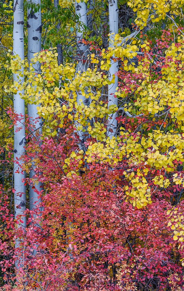USA- Washington State. Aspens and wild dogwood in fall color near Winthrop art print by Darrell Gulin for $57.95 CAD