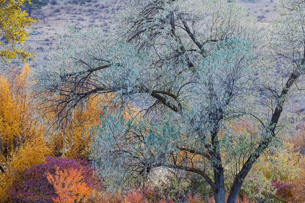 USA- Washington State. Fall color around Pearrygin Lake State Park near Winthrop. art print by Darrell Gulin for $57.95 CAD