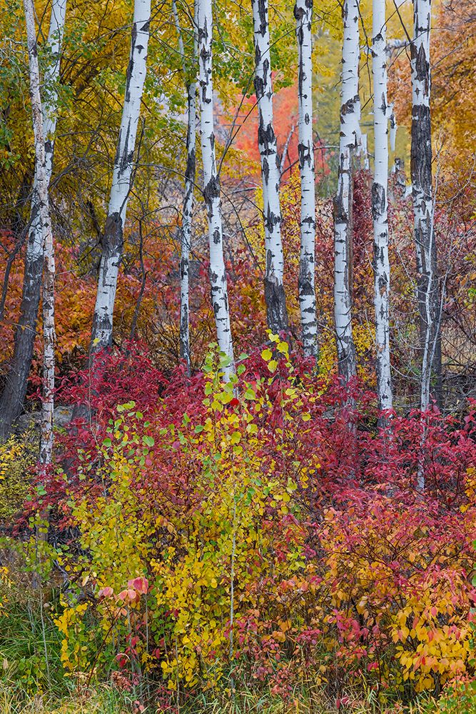 USA- Washington State. Aspens and wild dogwood in fall color near Winthrop art print by Darrell Gulin for $57.95 CAD
