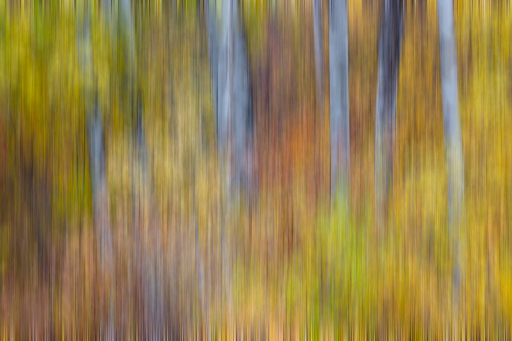 USA- Washington State. Cottonwoods in fall color near Winthrop art print by Darrell Gulin for $57.95 CAD
