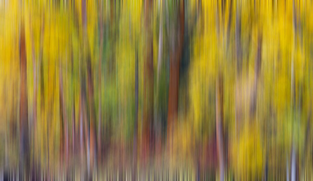USA- Washington State- Cle Elum. Cottonwoods in autumn along the Yakima River art print by Darrell Gulin for $57.95 CAD