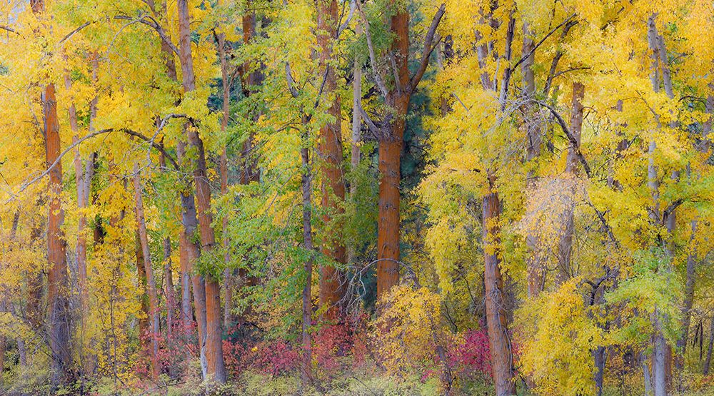 USA- Washington State- Cle Elum. Cottonwoods in autumn along the Yakima River art print by Darrell Gulin for $57.95 CAD