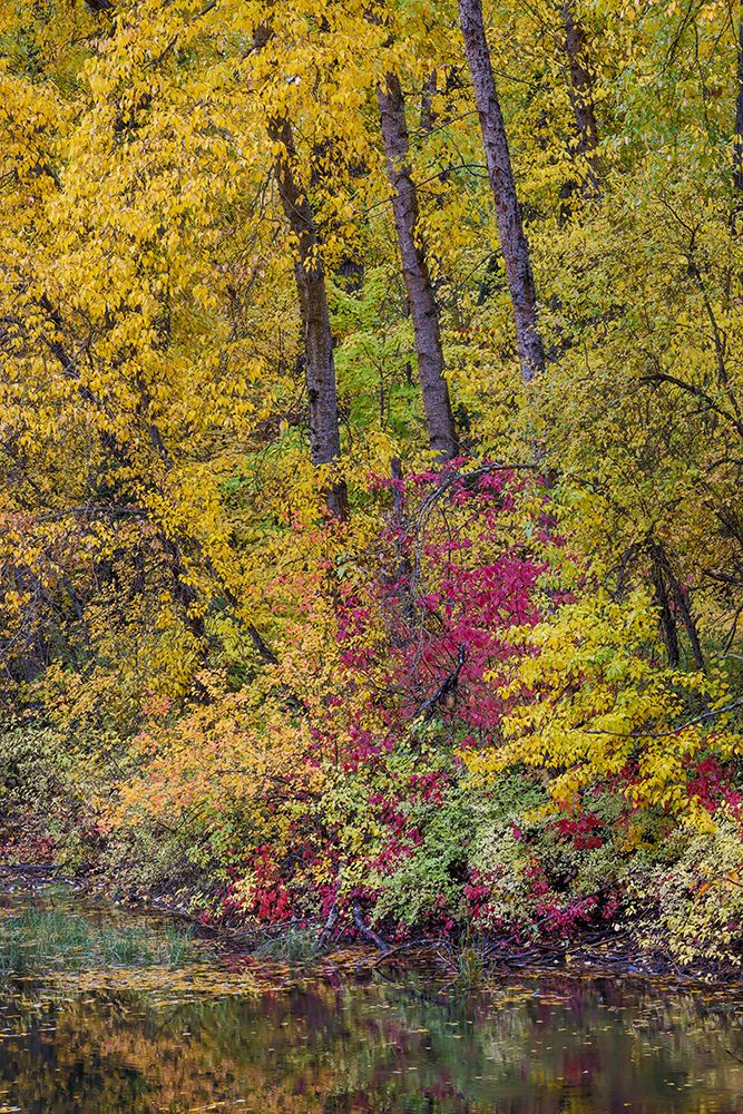 USA- Washington State- small pond near Easton surrounded by fall colored trees art print by Darrell Gulin for $57.95 CAD