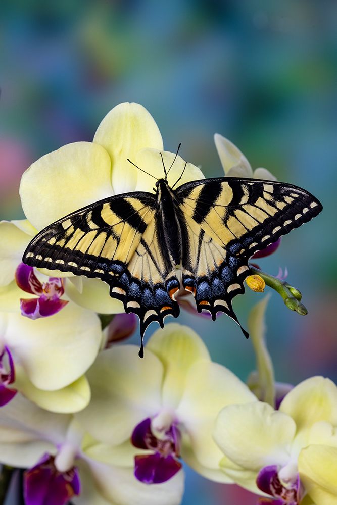 USA- Washington State- Sammamish. Eastern tiger swallowtail butterfly on Orchid art print by Darrell Gulin for $57.95 CAD