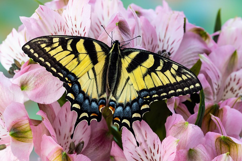 USA- Washington State- Sammamish. Eastern tiger swallowtail butterfly on Peruvian lily art print by Darrell Gulin for $57.95 CAD