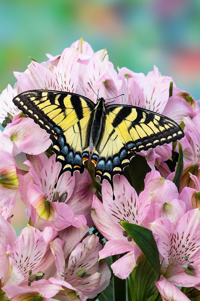 USA- Washington State- Sammamish. Eastern tiger swallowtail butterfly on Peruvian lily art print by Darrell Gulin for $57.95 CAD