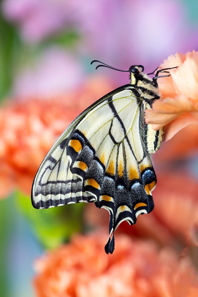 USA- Washington State- Sammamish. Eastern tiger swallowtail butterfly resting on orange carnation art print by Darrell Gulin for $57.95 CAD