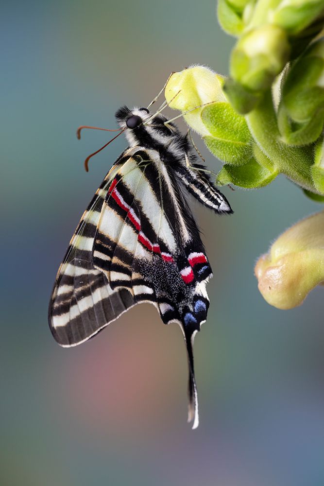 USA- Washington State- Sammamish. Zebra swallowtail butterfly on Snapdragon art print by Darrell Gulin for $57.95 CAD