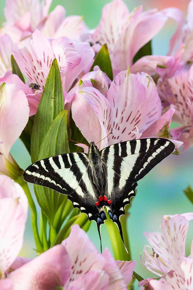 USA- Washington State- Sammamish. Zebra swallowtail butterfly on pink Peruvian lily art print by Darrell Gulin for $57.95 CAD