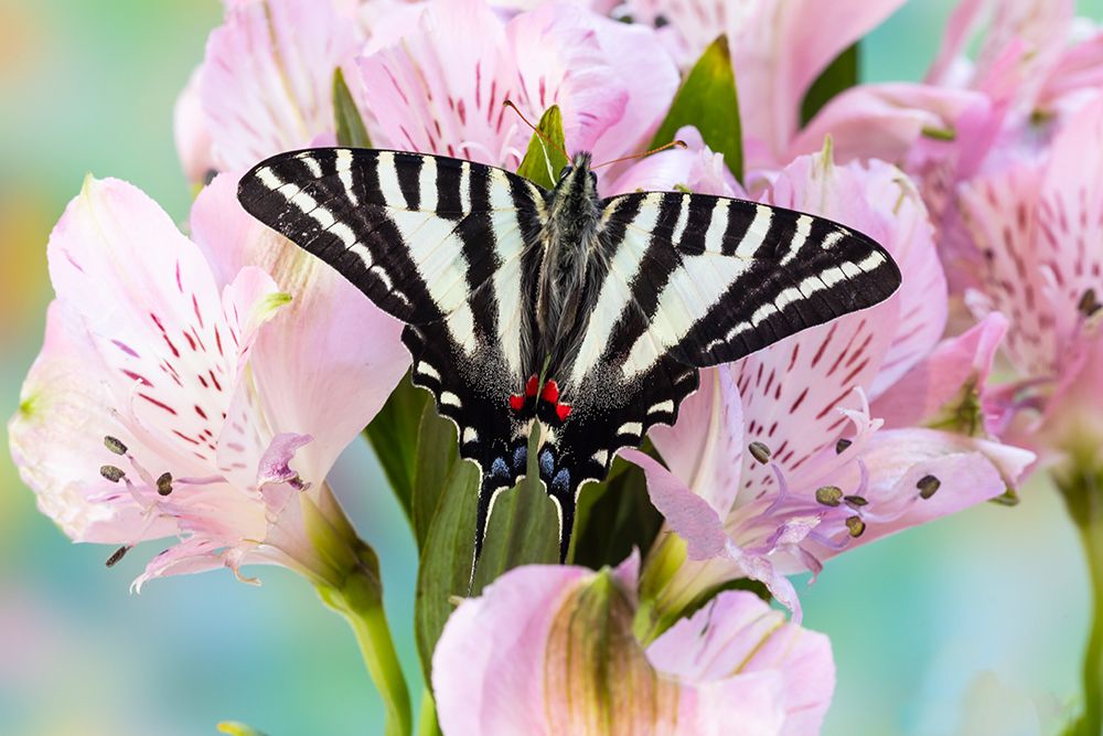 USA- Washington State- Sammamish. Zebra swallowtail butterfly on pink Peruvian lily art print by Darrell Gulin for $57.95 CAD