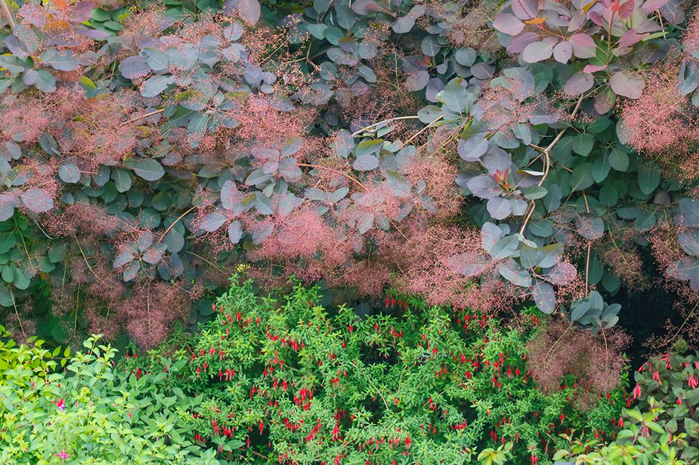 USA- Washington State. Bellevue Botanical garden smoke bush and fuchsia in bloom art print by Darrell Gulin for $57.95 CAD