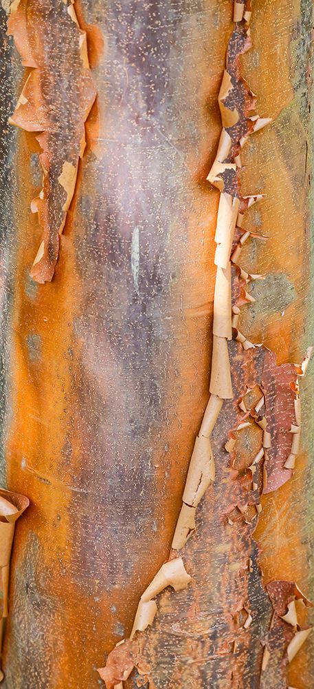 USA- Washington State. Bellevue Botanical garden and tree bark art print by Darrell Gulin for $57.95 CAD