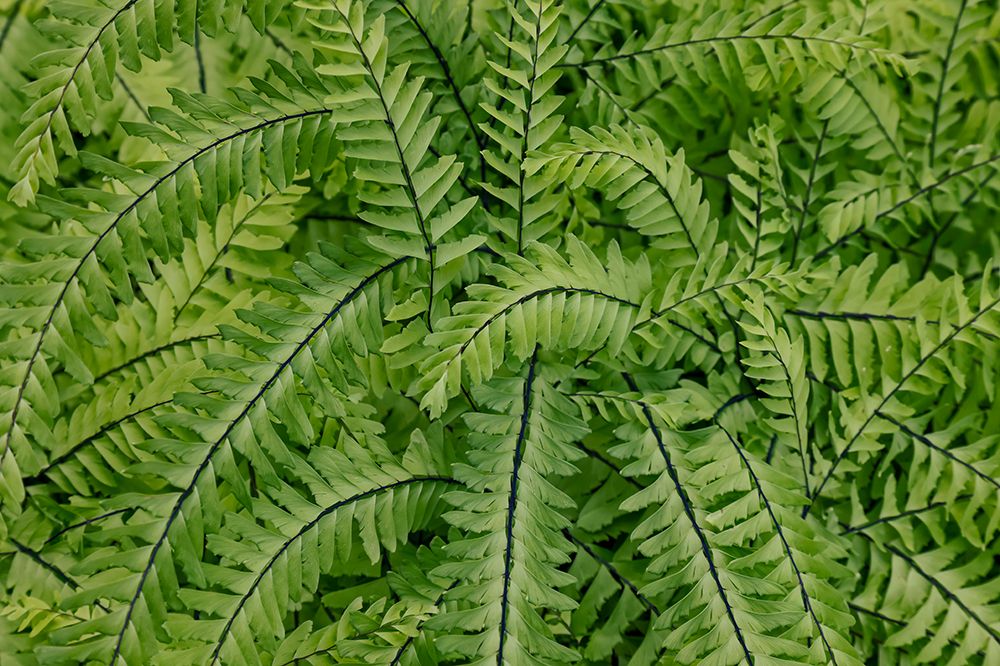 USA- Washington State. Bellevue Botanical garden art print by Darrell Gulin for $57.95 CAD