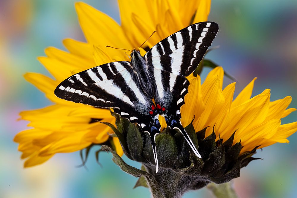 USA- Washington State- Sammamish. Zebra swallowtail butterfly on sunflower art print by Darrell Gulin for $57.95 CAD