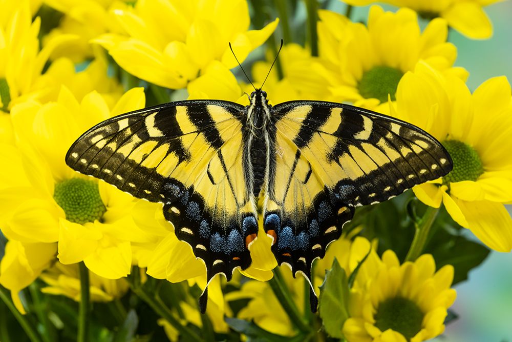 USA- Washington State- Sammamish. Eastern tiger swallowtail butterfly art print by Darrell Gulin for $57.95 CAD