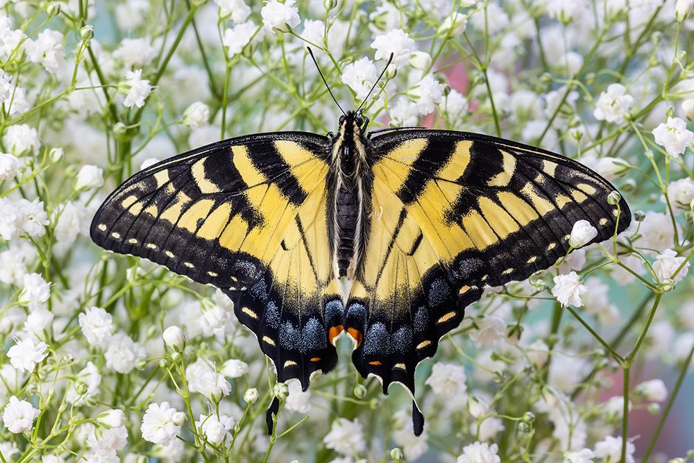USA- Washington State- Sammamish. Eastern tiger swallowtail butterfly art print by Darrell Gulin for $57.95 CAD