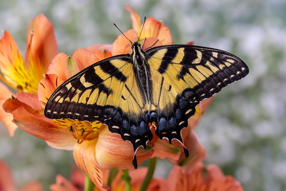 USA- Washington State- Sammamish. Eastern tiger swallowtail butterfly art print by Darrell Gulin for $57.95 CAD
