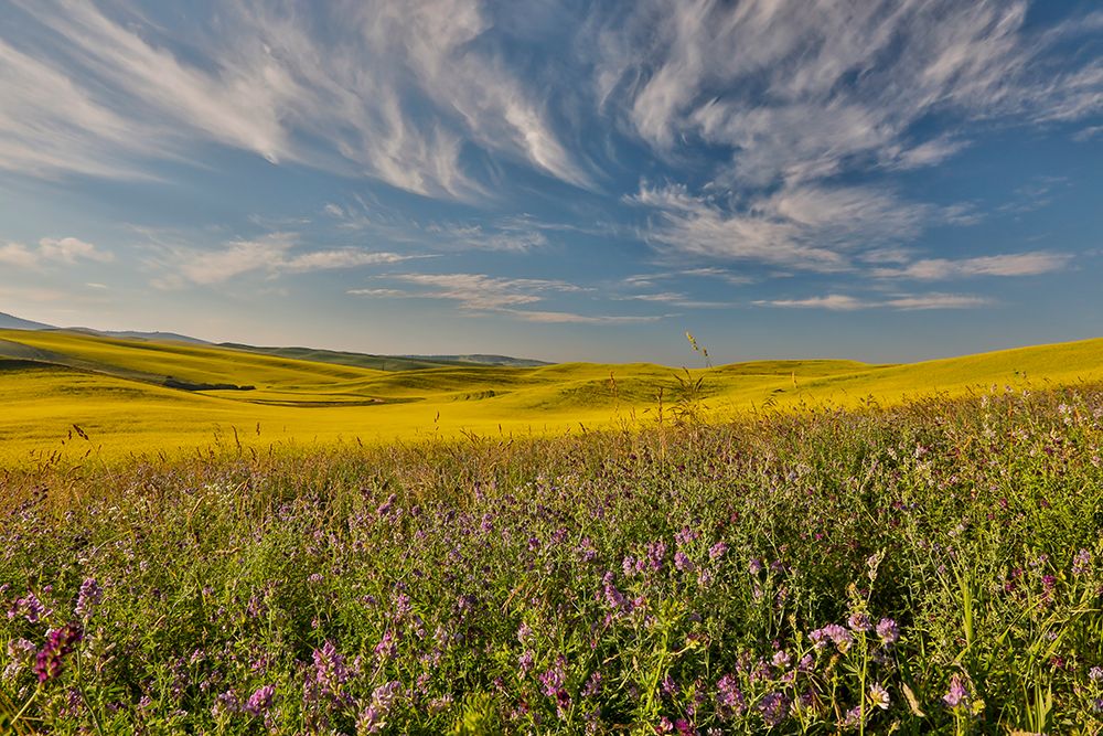 USA- Washington State- Palouse art print by Darrell Gulin for $57.95 CAD