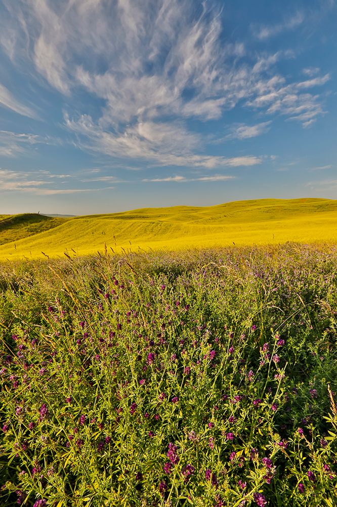 USA- Washington State- Palouse art print by Darrell Gulin for $57.95 CAD