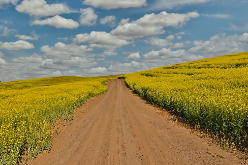 USA- Washington State- Palouse. Springtime landscape dirt roadway and Canola fields art print by Darrell Gulin for $57.95 CAD